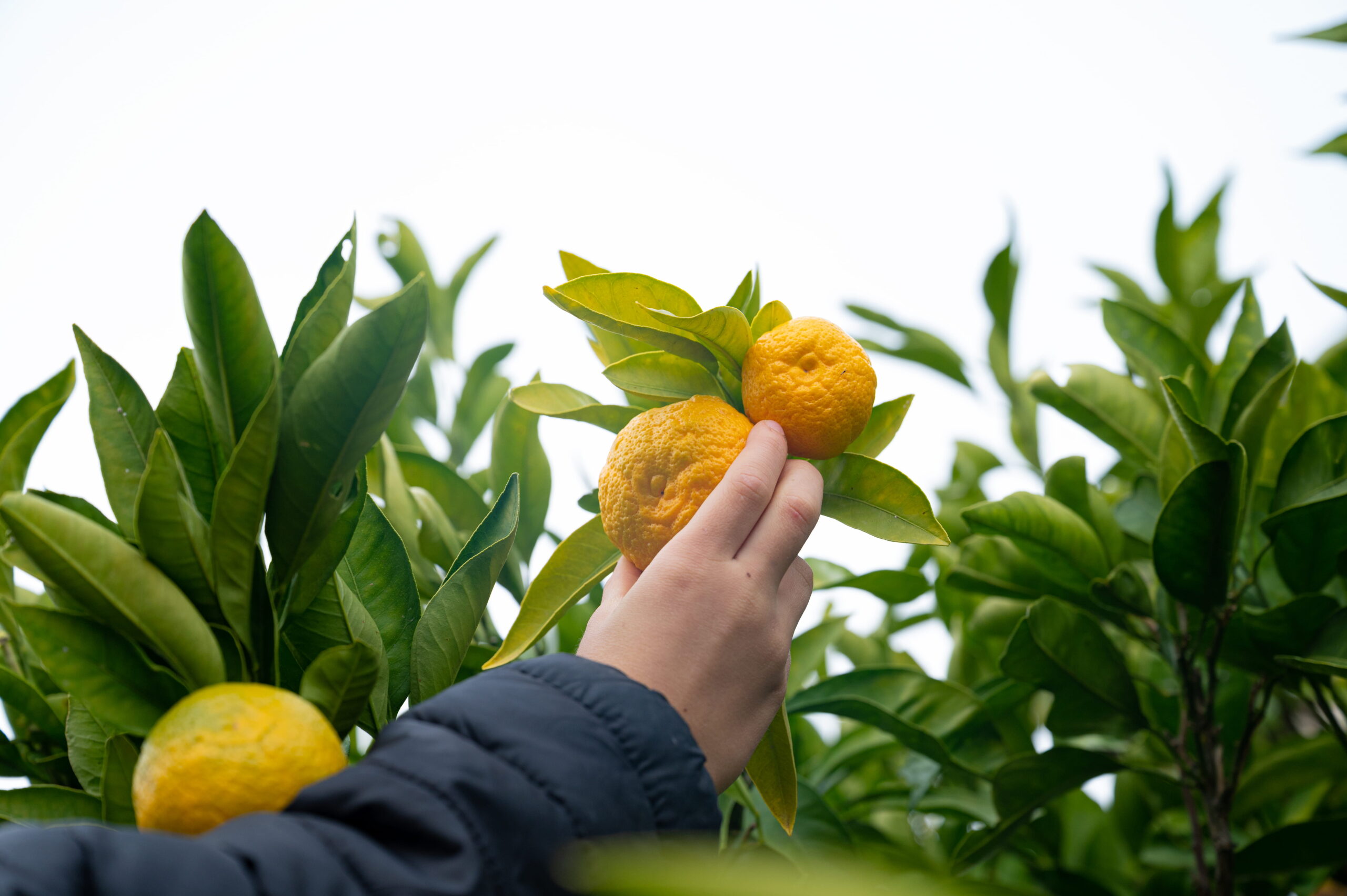 Yuzu